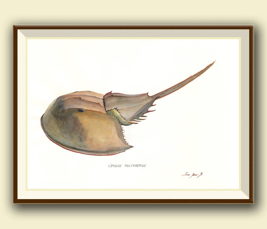 PRINT Horseshoe Crab Painting Horseshoe Crab Art Fossil Art Fossil Print Ocean Sport Fishing