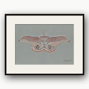 Kaiser Gum Moth original Aquarell Malerei, Motten Illustration, Kaiser Motte Bild, Opodiphthera eucalypti, Motten Kunstwerk, von Juan Bosco