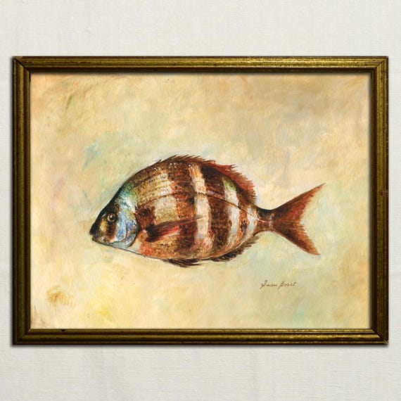ゼブラ鯛の油絵、Diplodus cervinus、鯛の絵、油絵の魚のイラスト