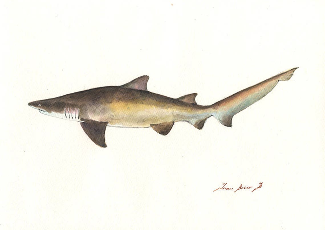 Sand Tiger Shark Shark Art Fish Art Wall Decor Print Etsy Australia
