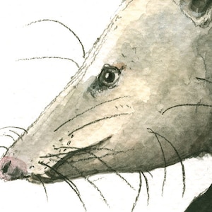 May include: A watercolor painting of a gray opossum's face with a pink nose and black whiskers. The opossum's eye is visible and has a dark brown iris.