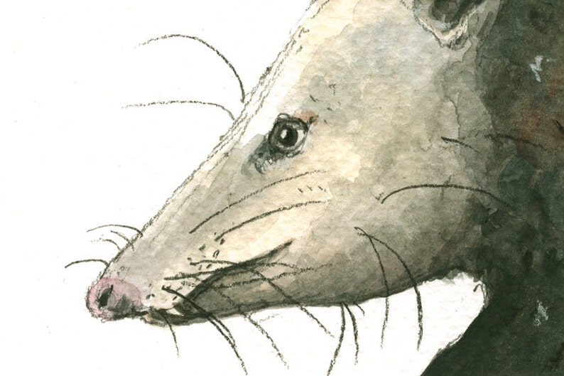 May include: A watercolor painting of a gray opossum's face with a pink nose and black whiskers. The opossum's eye is visible and has a dark brown iris.