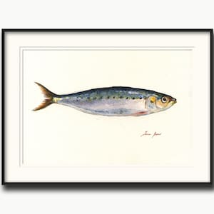 May include: Watercolor painting of a silver and blue sardine fish on a white background. The fish is facing right and has a small, red mouth. The artist's signature, "Joan Bone", is written in red ink in the bottom right corner.