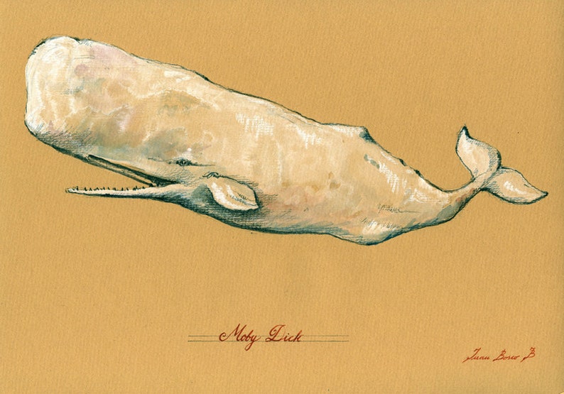 white Sperm whale white Sperm whale