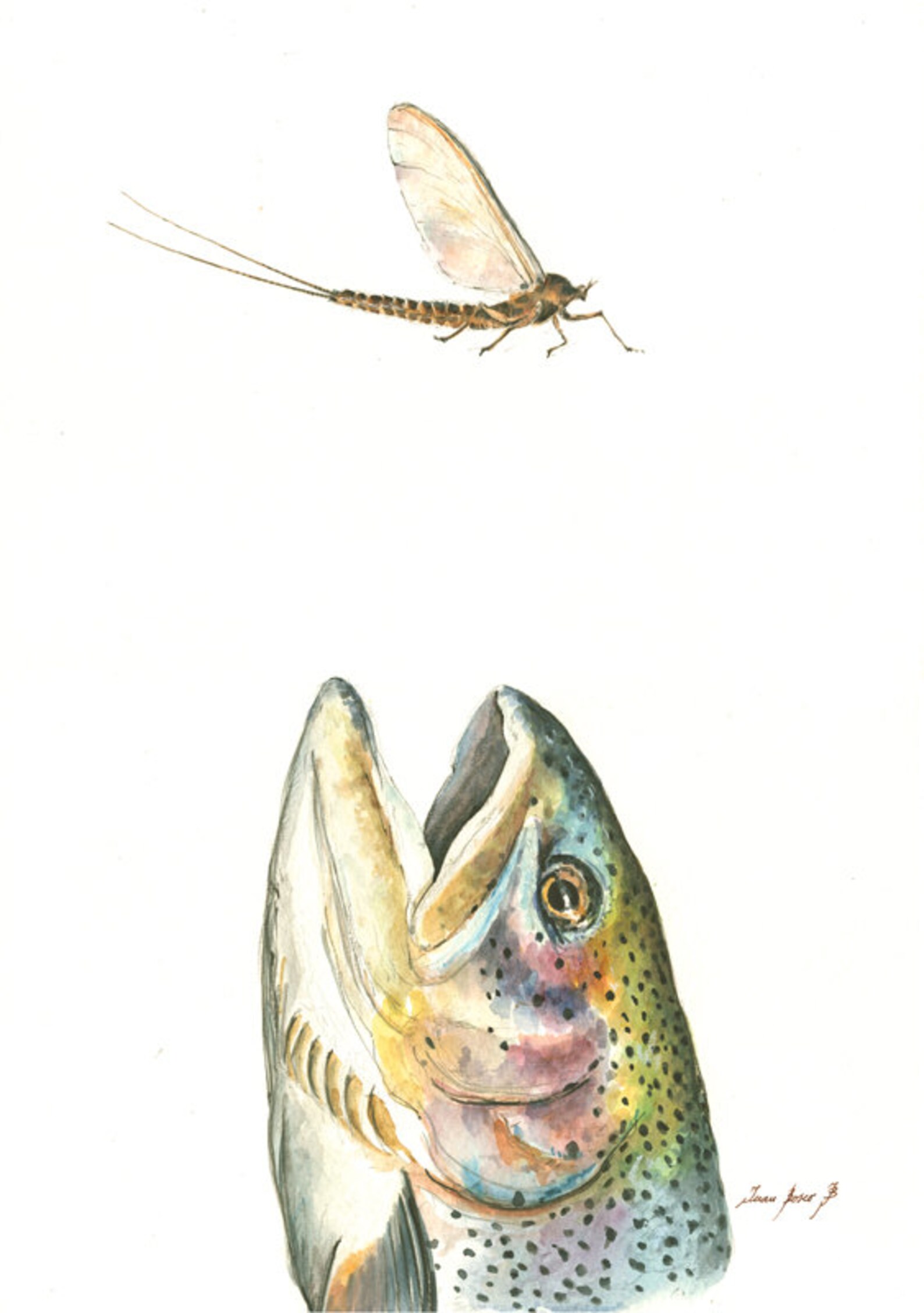 PRINT Rainbow Trout Eating Fly Watercolor Painting Print Etsy
