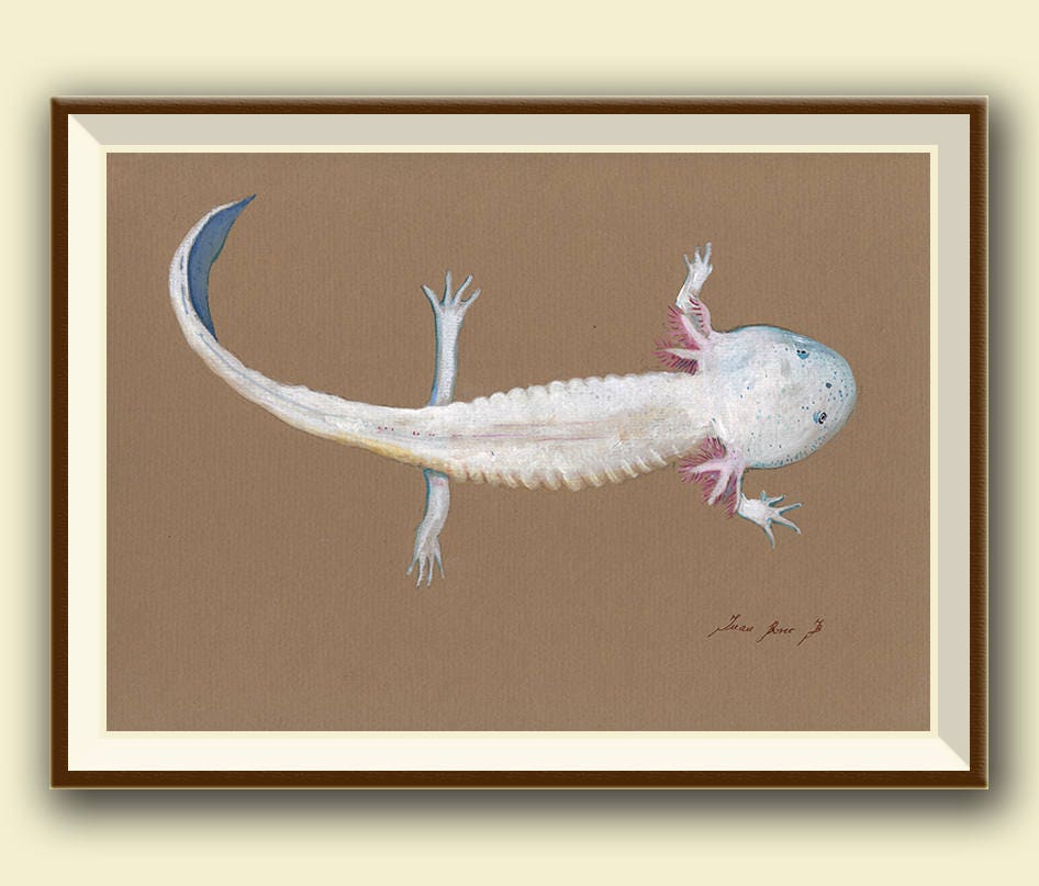 Axolotl Mexican Salamander Mexican Walking Fish Print Etsy Axolotl Mexican Salamander Mexican Walking Fish Print Etsy