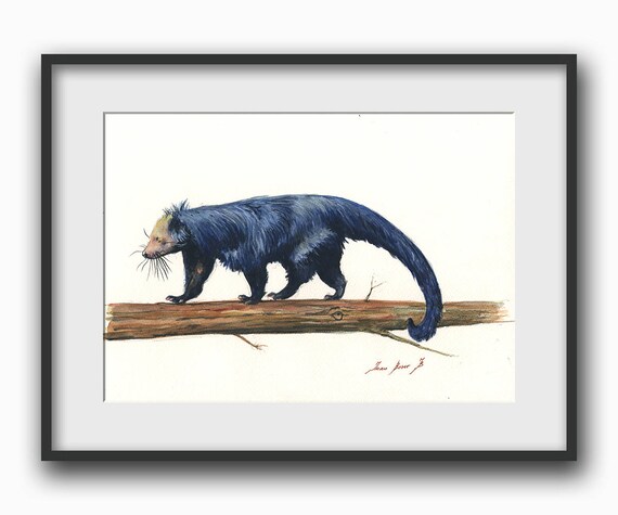 PRINT Binturong Animal Bearcat Watercolor Painting Forest Art Nursery  Forest Animal Decor Art Print by Juan Bosco - Etsy Sweden