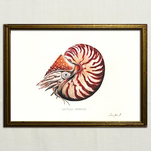 PRINT- chambered nautilus Nautilus pompilius pearly - fossil art - fossil print - ocean sport fishing decor - Art Print by Juan Bosco