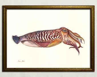 PRINT -Cuttlefish painting, cuttlefish watercolor, cuttlefish print, squid art, squid painting, fish print, fish art, fishing art by