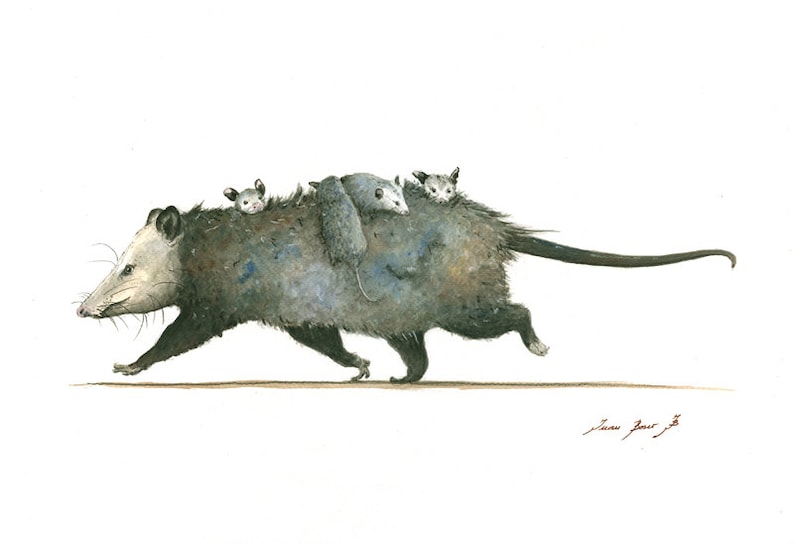 May include: A watercolor painting of a gray opossum carrying three baby opossums on its back as it runs. The opossum is depicted in a realistic style with detailed fur and facial features.