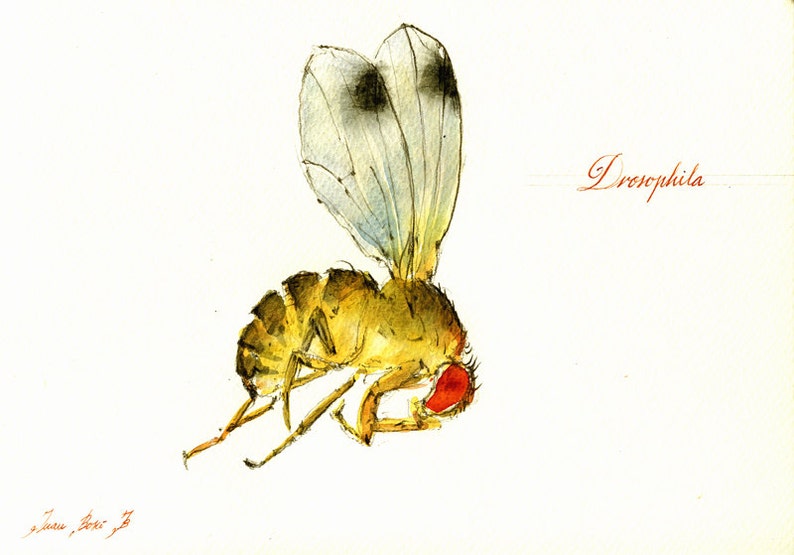 Printdrosophila Melanogaster Print fly Flies Art Print Etsy