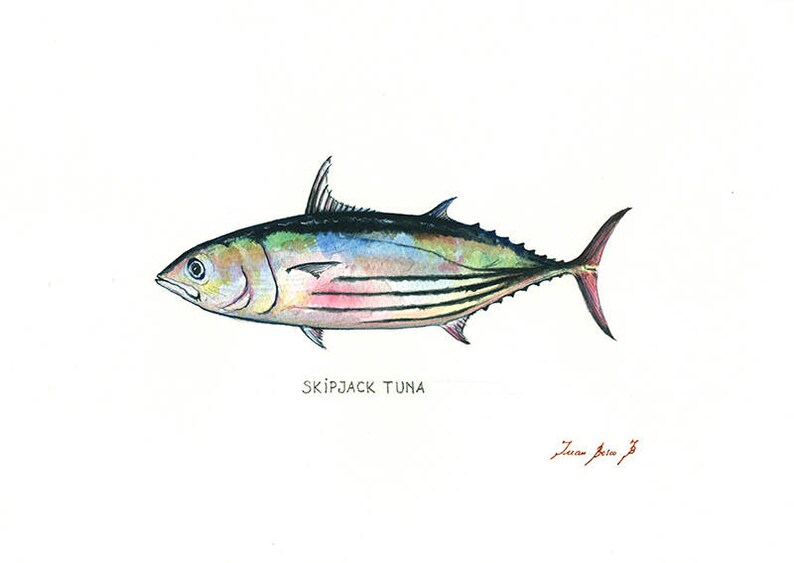 PRINT Skipjack tuna fish Tuna painting art print Tuna fish Etsy