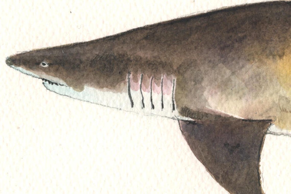 Sand tiger shark shark art fish art wall decor print Etsy