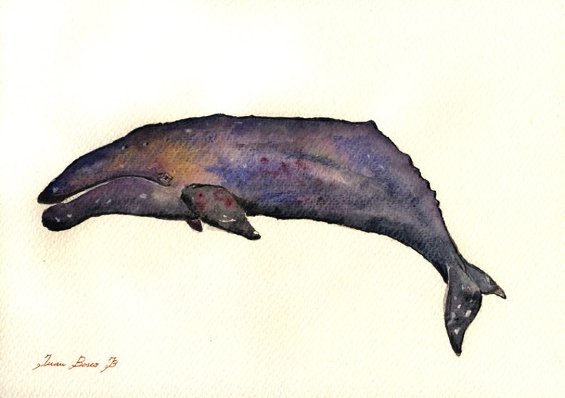 Лось кит