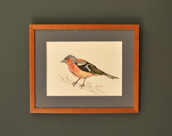 Common Chaffinch bird, Chaffinch bird painting, songbird watercolor, song bird art, small bird painting & prints by Juan Bosco