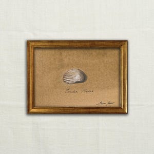 May include: A framed artwork featuring a detailed drawing of a single seashell centred on a tan background. The text Concha Marina is written below the shell, with a signature in the bottom right corner. The piece is encased in a gold frame.
