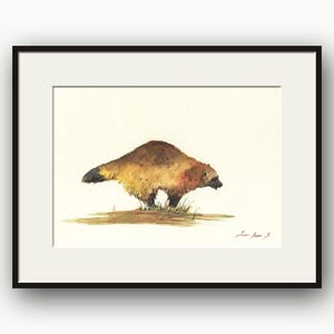 Wolverine watercolor on paper painting, Gulo gulo, carcajou illustration, running quickhatch drawing, wild wolverine artwork by Juan Bosco.