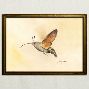 Kolibri Motte Original Aquarellmalerei, Motte Illustration, Makroglossum stellatarum, Schwärmer, Insekt Dekorationskunst von Juan Bosco