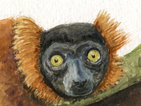 プリント - アカエリマキキツネザルの動物、キツネザルの絵画