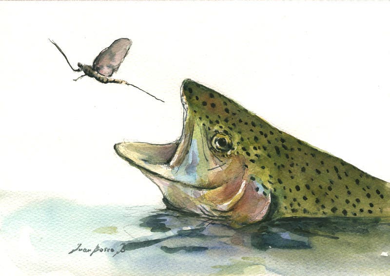 プリント - ニジマスがカゲロウを食べる魚 - フライフィッシング川