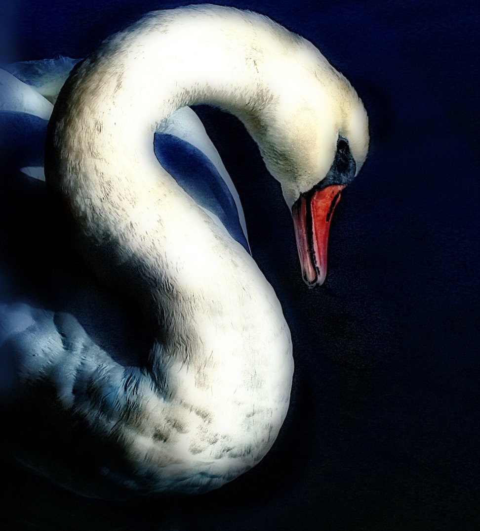 грустный лебедь арт. лебедь арт. лебедь ночью. лебедь. лебедь арт фэнтези.