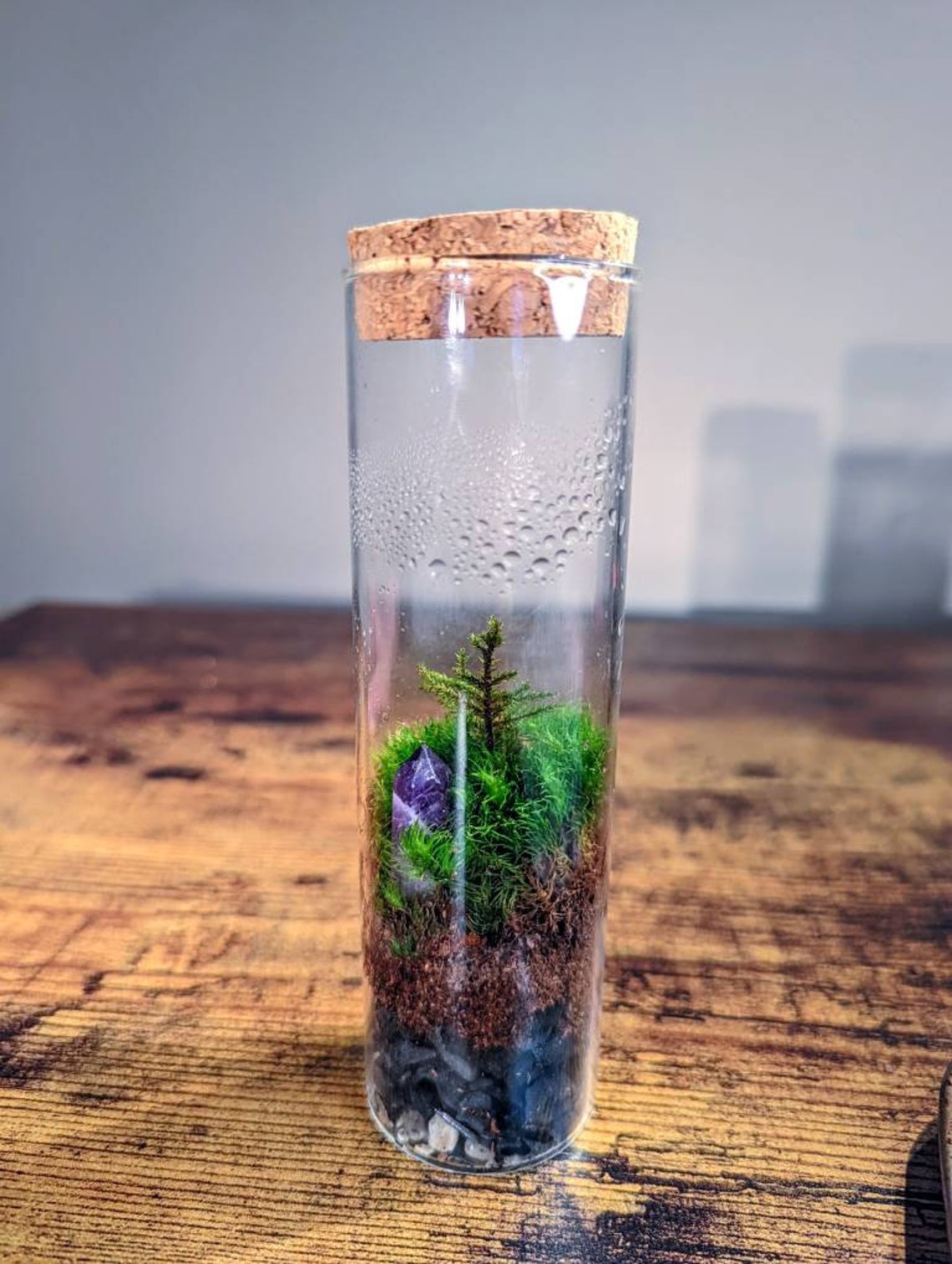 TERRARIUM Large Vial Terrariums New Hot Selling Rare Moss Etsy