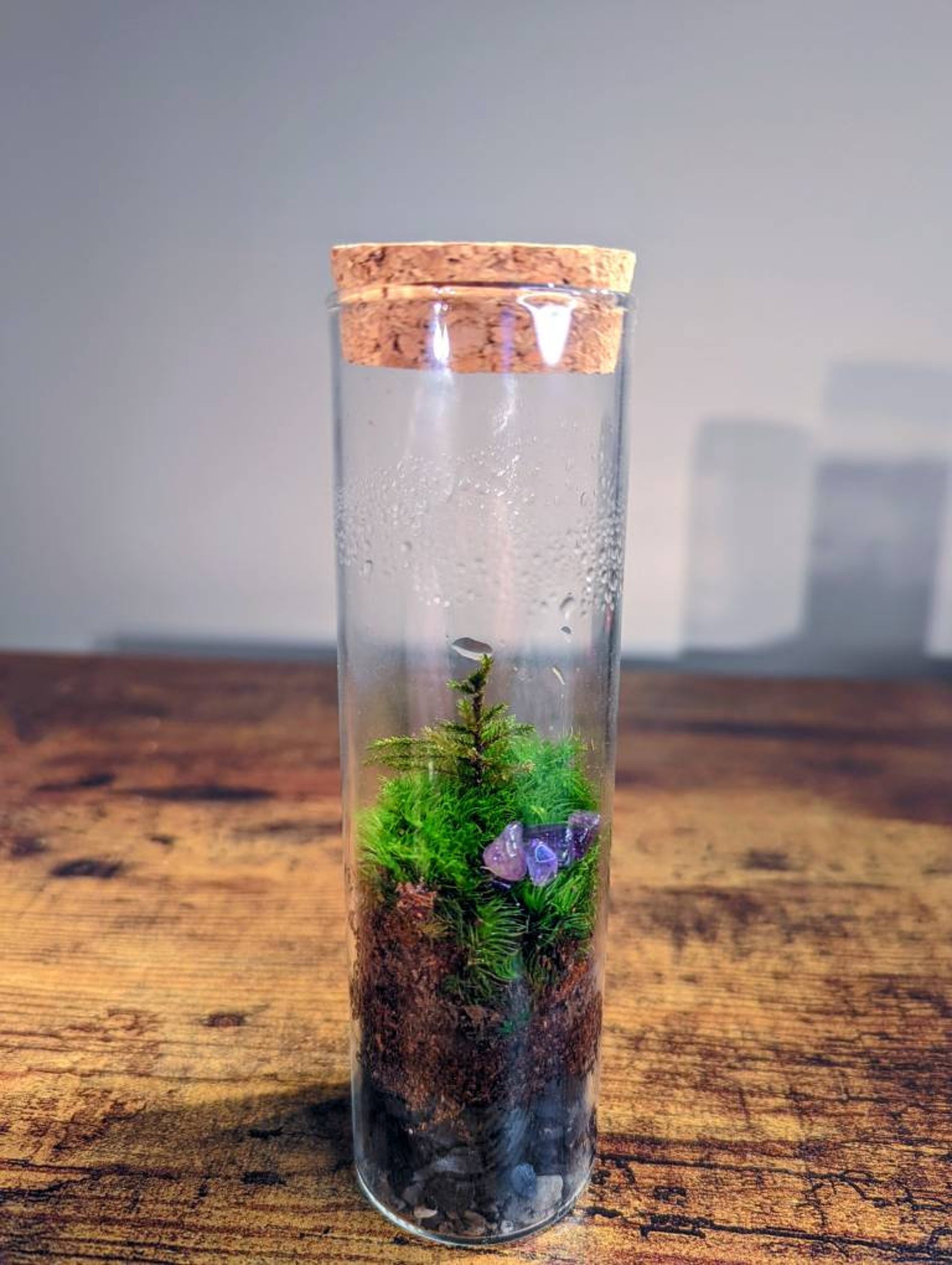 TERRARIUM Large Vial Terrariums New Hot Selling Rare Moss Etsy