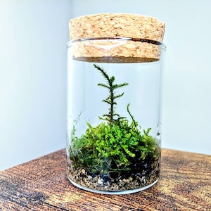 Small Terrarium - Ready to Fly, LIVE terrarium - Desk Terrarium Complements Micro Terrariums living terrarium double filtration Minimalist
