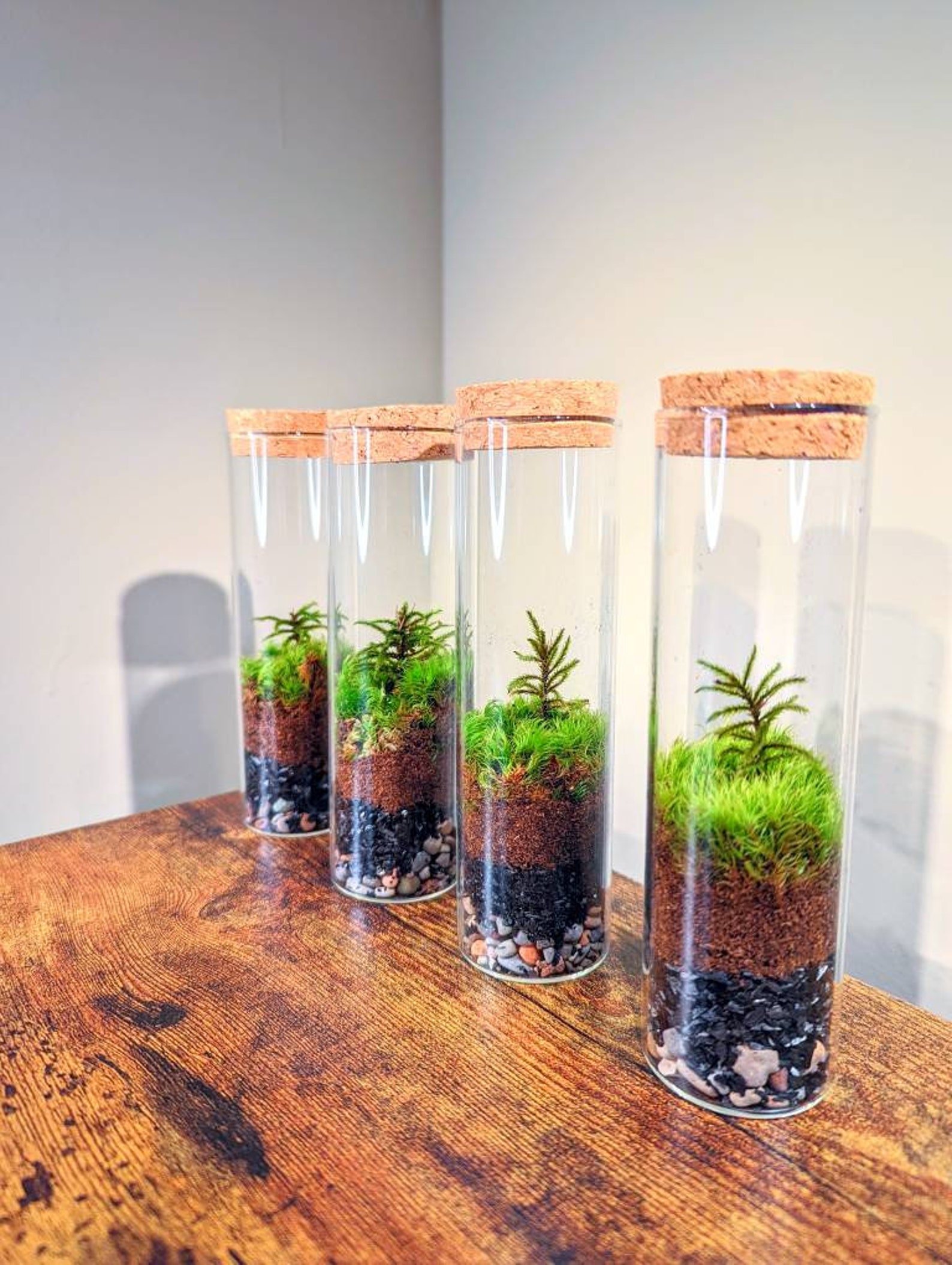 TERRARIUM Large Vial Terrariums New Hot Selling Rare Moss Etsy