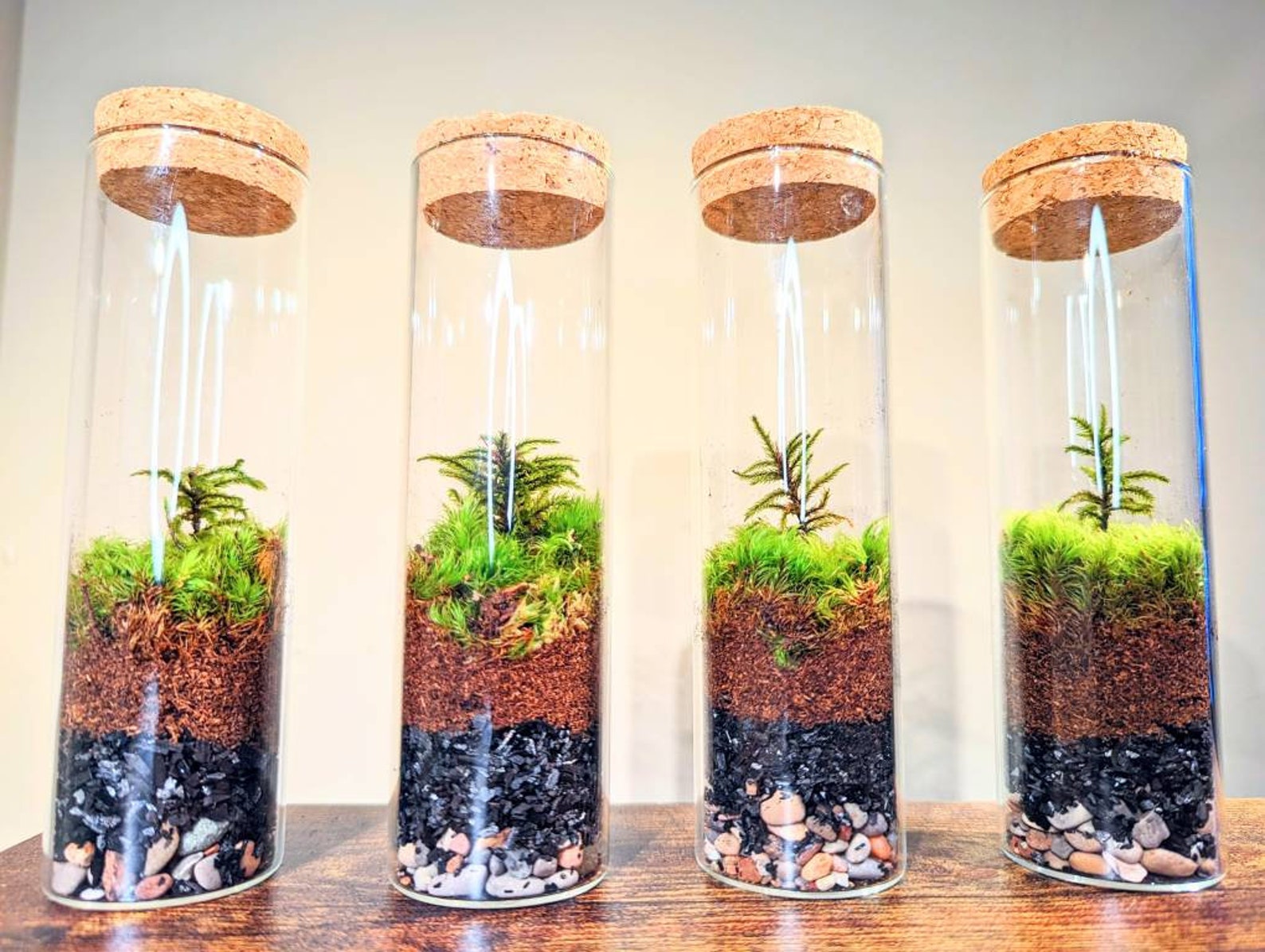 TERRARIUM Large Vial Terrariums New Hot Selling Rare Moss Etsy