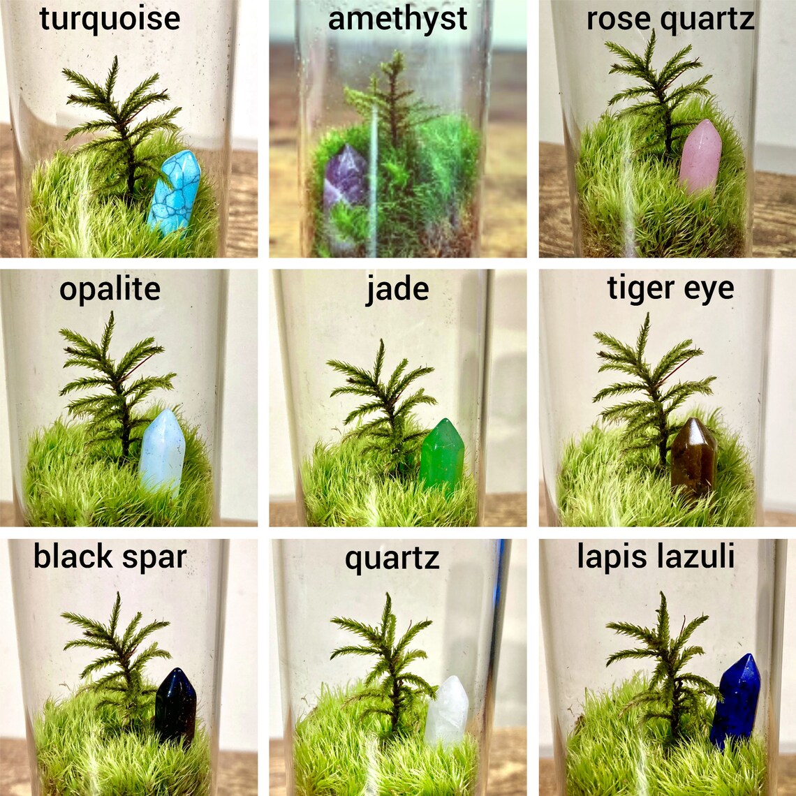 TERRARIUM Large Vial Terrariums New Hot Selling Rare Moss Etsy