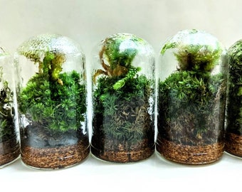 Micro TERRARIUM - New Hot Selling - Botanicals - Self Sufficient Terrarium LOW MAINTENANCE Gift Plant House Plant Moss Rare