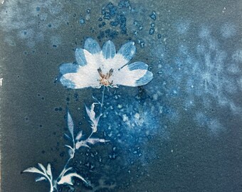 Wildflower Cyanotype print