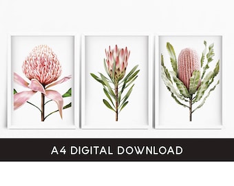 A4 DIGITAL DOWNLOAD Set of 3 Floral Prints, Protea Print, Wall Art, Banksia Print, Waratah, Australian Natives Flowers Blush Pink Artwork