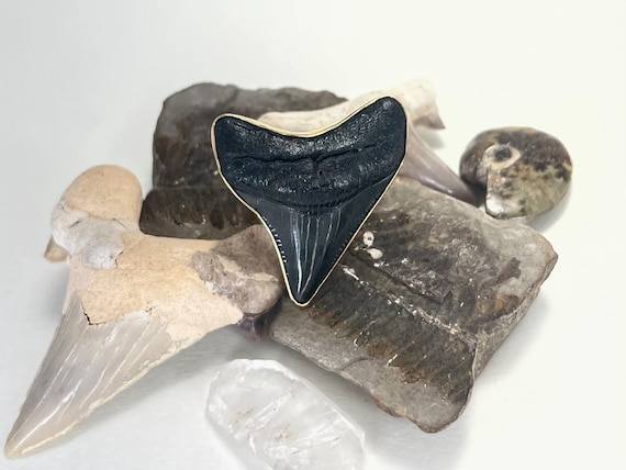 Fossil Shark Tooth Ring | Adjustable Size - image 2