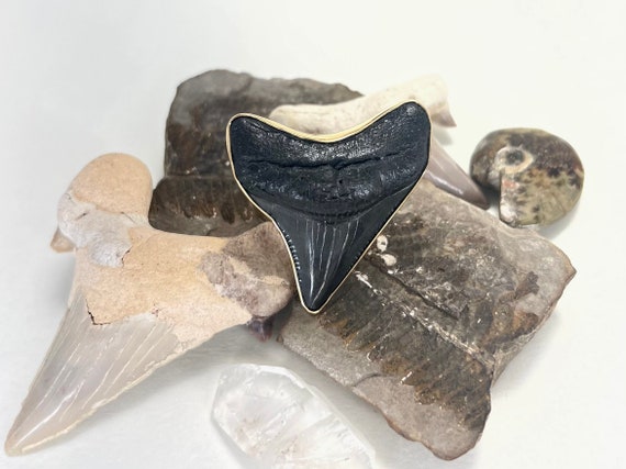 Fossil Shark Tooth Ring | Adjustable Size - image 1