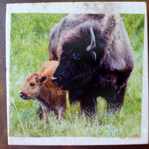 Buffalo coasters, Marble coasters, coasters with Buffalo image 5