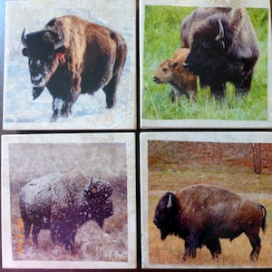 Buffalo coasters, Marble coasters, coasters with Buffalo image 1