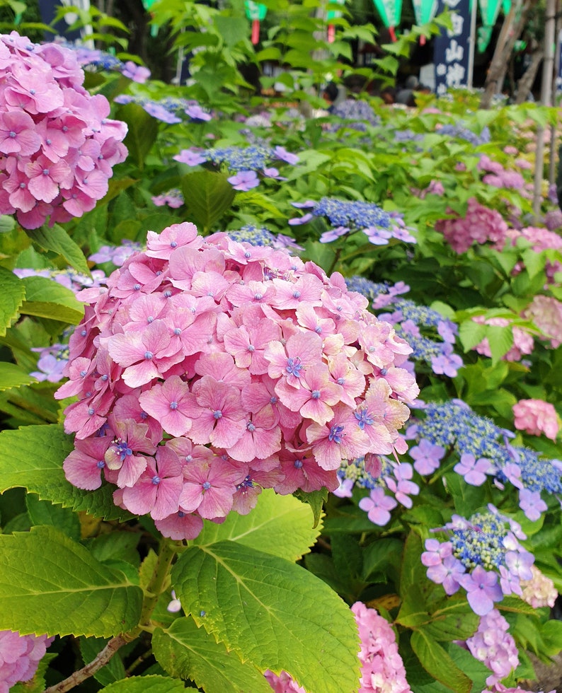Pink Hydrangea Ajisai Digital Photo Flowers In Tokyo Etsy Pink Hydrangea Ajisai Digital Photo Flowers In Tokyo Etsy