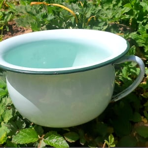 May include: A light blue enamel chamber pot with a green rim and a handle. The pot is sitting on a bed of green leaves.