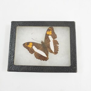 May include: A framed butterfly specimen with brown wings with white and orange markings. The butterfly is displayed on a white background.