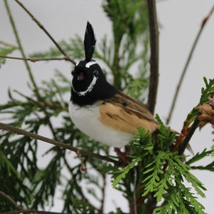 Artificial Bird, Feathered Bird, Quail Bird Wired Feet, Wreath Floral Supplies, Cage Bird, Fake Small Quail Bird w Feathers Free USA Ship