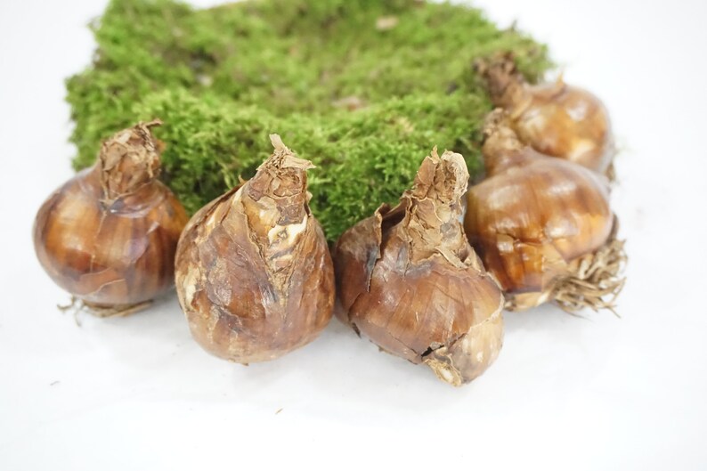 Paperwhite Bulbs Paper Whites Bulbs for Indoor Forcing Etsy