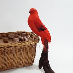 May include: A red bird with a long black tail feather, perched on the edge of a brown wicker basket.