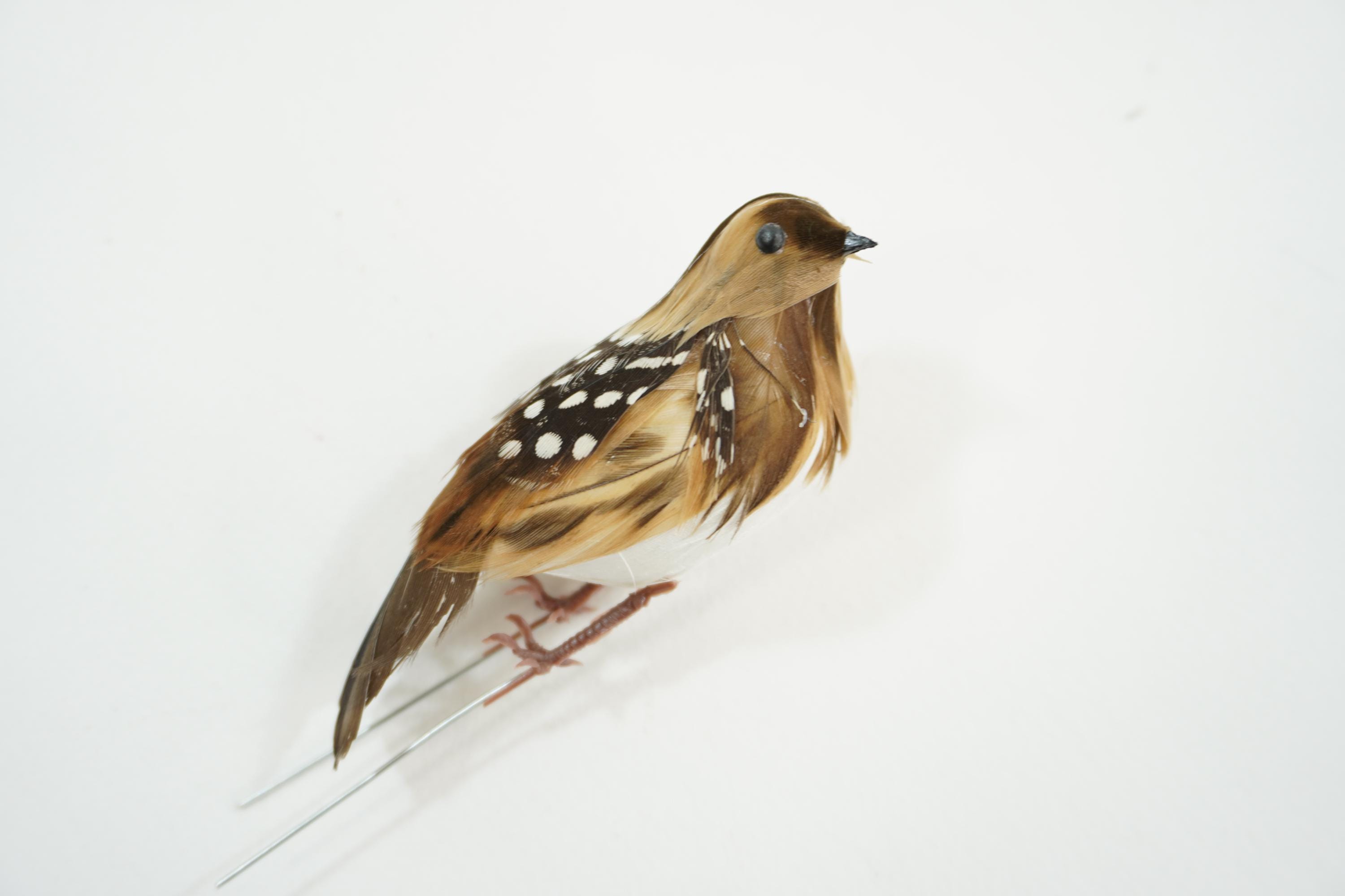 Bird skin taxidermy - Etsy 日本