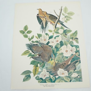 May include: A vintage print depicting mourning doves amidst white flowers and green leaves. The illustration shows the birds in detail, with one in flight. The artwork includes text at the bottom, and is a classic botanical study.