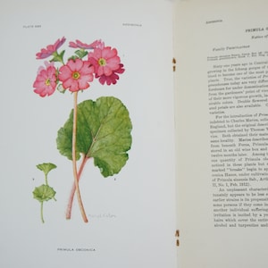 Addisonia Journal, New York Botanischer Garten, 1940, Vol. 21 Nr. 2, Botanische Drucke, Mary E Eaton Art, M. Sorensen Farbige Drucke Versandkostenfrei