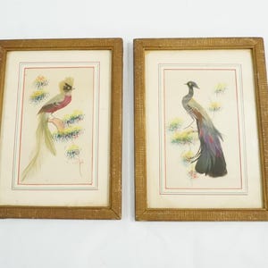 Framed Bird Paintings, Vintage Antique Framed Art, Birds with Feathers, 1940s Ornithology, Hand Painted Feathered Bird Art Free USA Ship