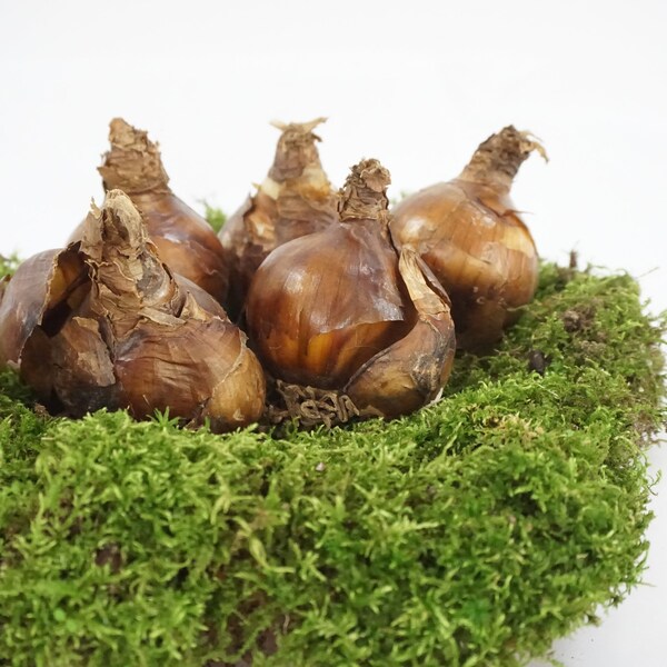 Narcissus Bulbs Etsy