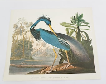 オーデュボン版画、鳥の版画、リトグラフ、オーデュボン・フォリオの